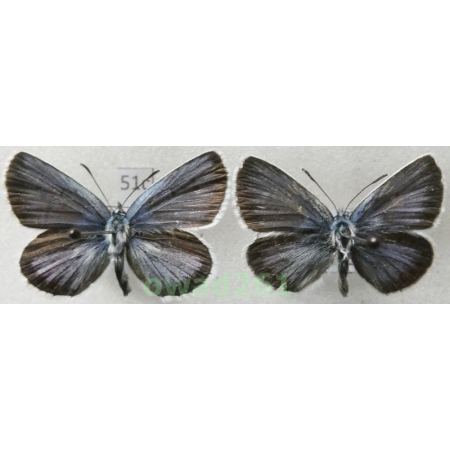 Plebejus argus (Linnaeus, 1758) 2xmale Poland51c